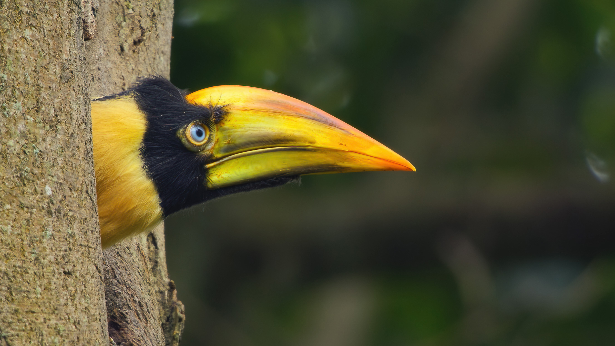 Now old enough, a great hornbill chick peeks out at the world beyond the nest. [Photo of the day - April 2026]