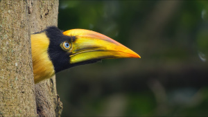 Now old enough, a great hornbill... [Photo of the day - 19 APRIL 2026]