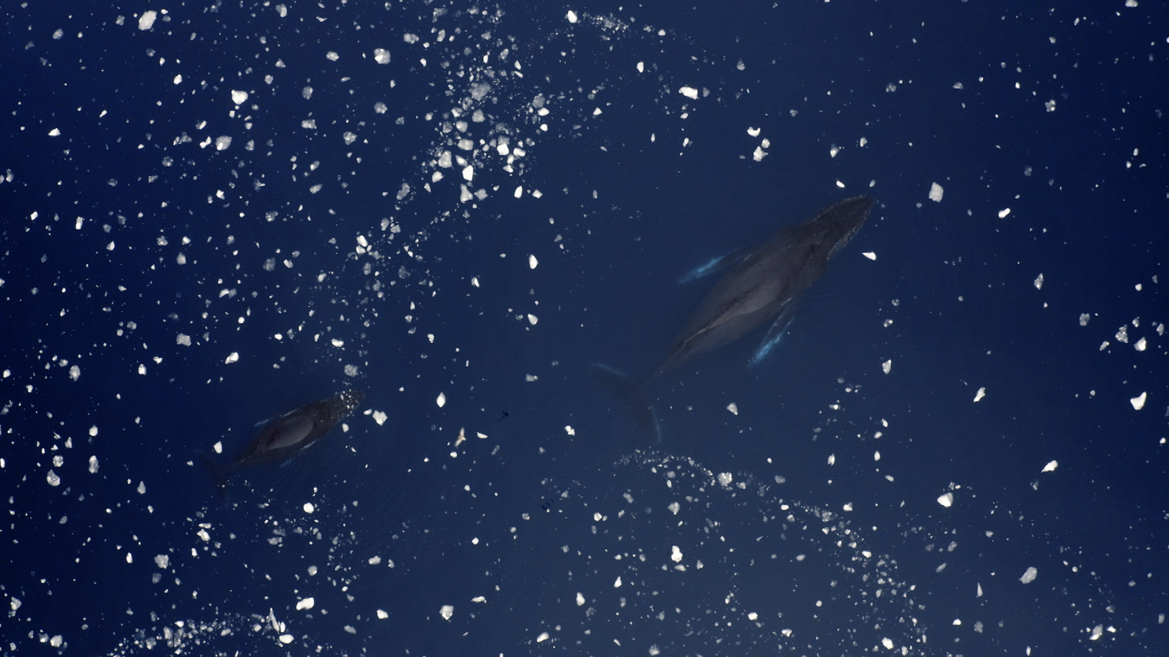 A humpback mother and calf sleep at the surface surrounded by ice. [Photo of the day - April 2026]