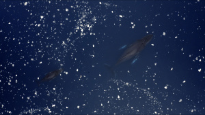 A humpback mother and calf sleep at... [Photo of the day - 21 APRIL 2026]