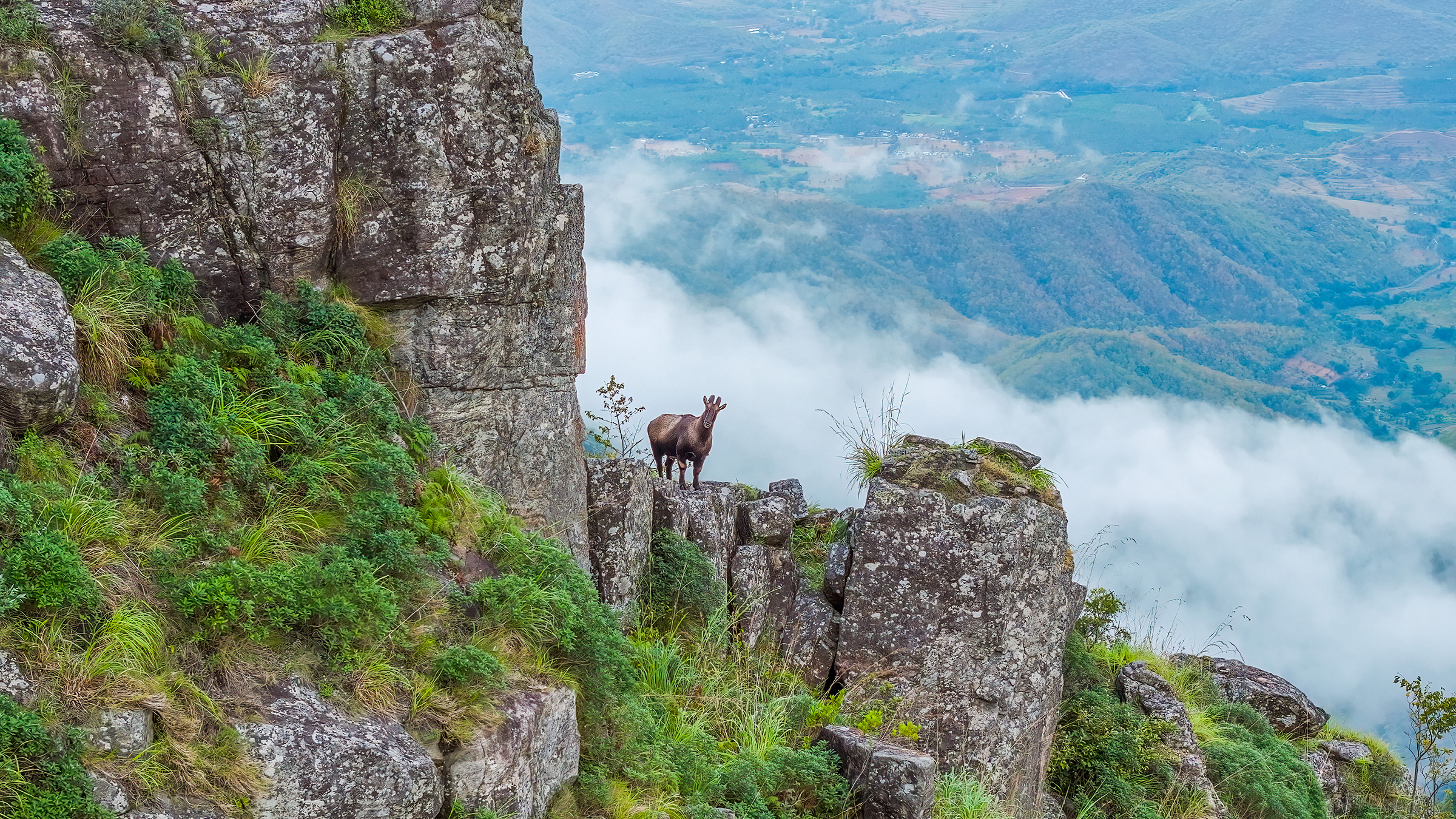 The mountain monarch, the Nilgiri tahr, stands on the rugged slopes of the Nilgiris. [Photo of the day - April 2026]
