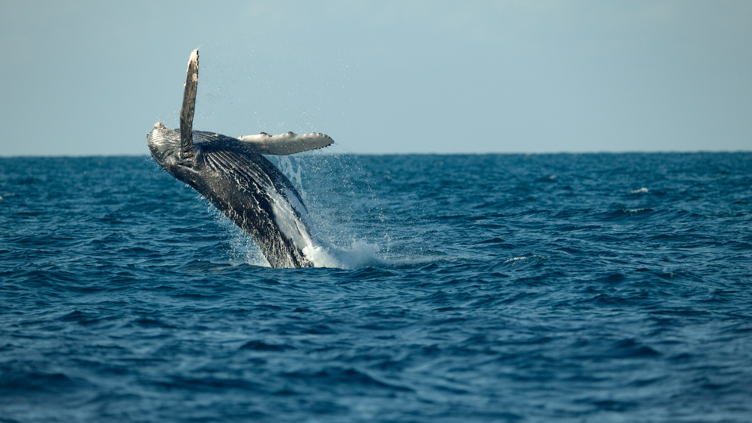 Scientists believe humpbacks breach to communicate to other whales - although it also looks like... [Photo of the day - April 2026]