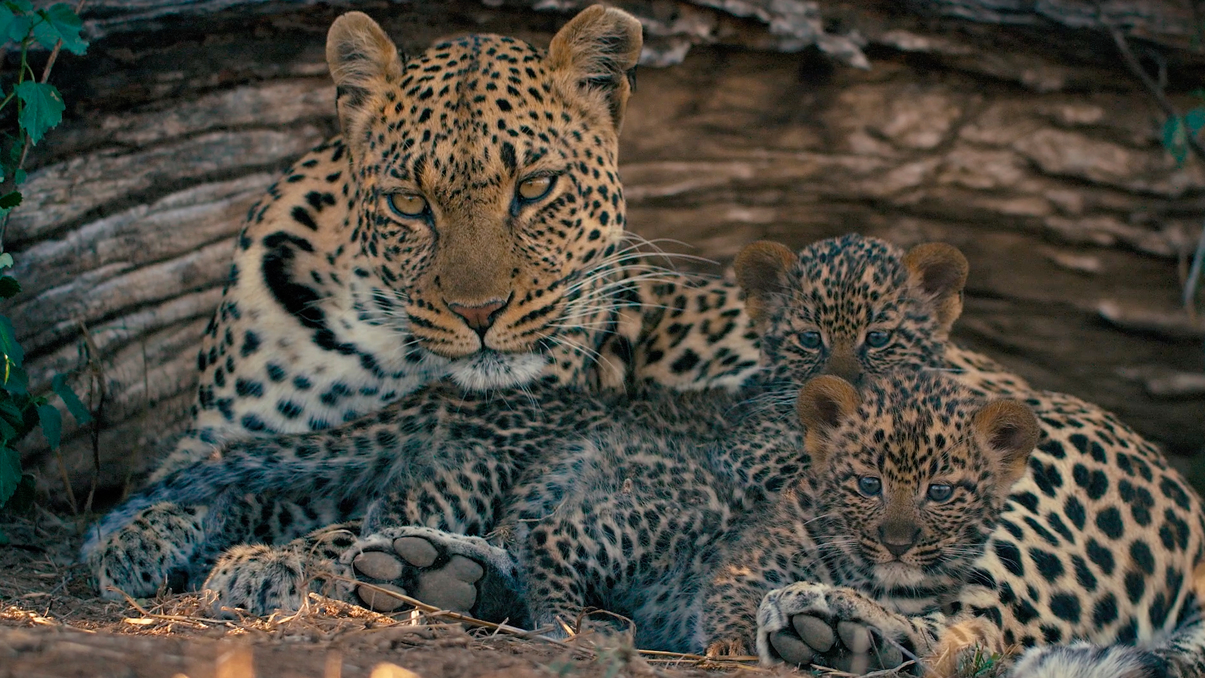 A leopard family rests together. [Photo of the day - May 2026]