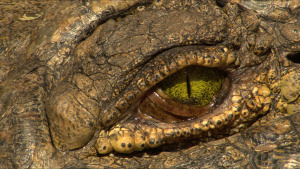 A crocodile's eye is seen in... [Photo of the day -  9 MAY 2026]