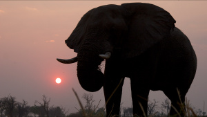A Silhouette of elephant with the... [Photo of the day - 15 MAY 2026]