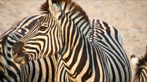 A zebra looks out to the herd. [Photo of the day - 20 MAY 2026]