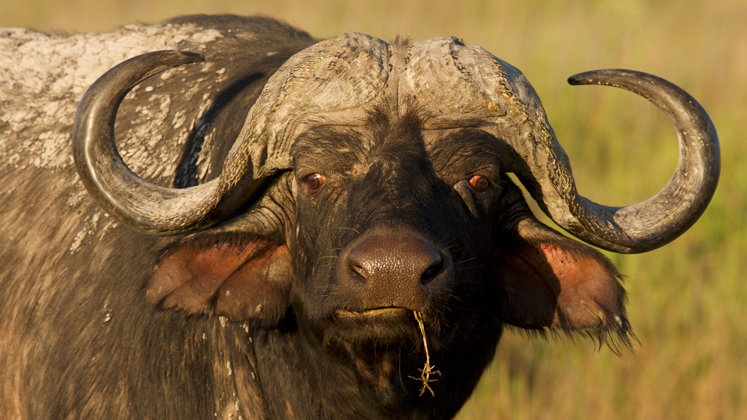 A buffalo eats grass. [Photo of the day - May 2026]