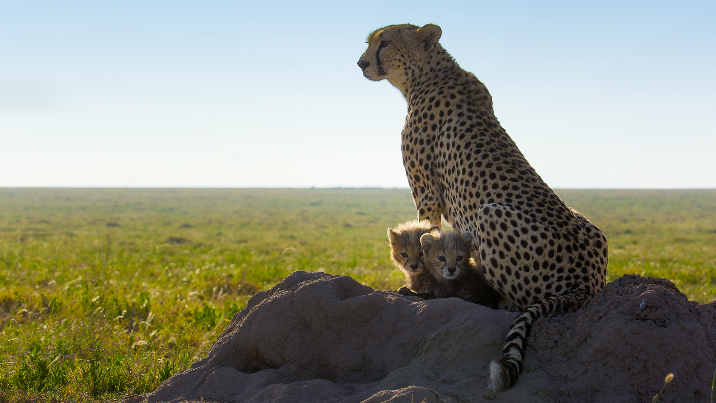 Two baby cheetahs cuddle close to mom on a rock. [Photo of the day - May 2026]