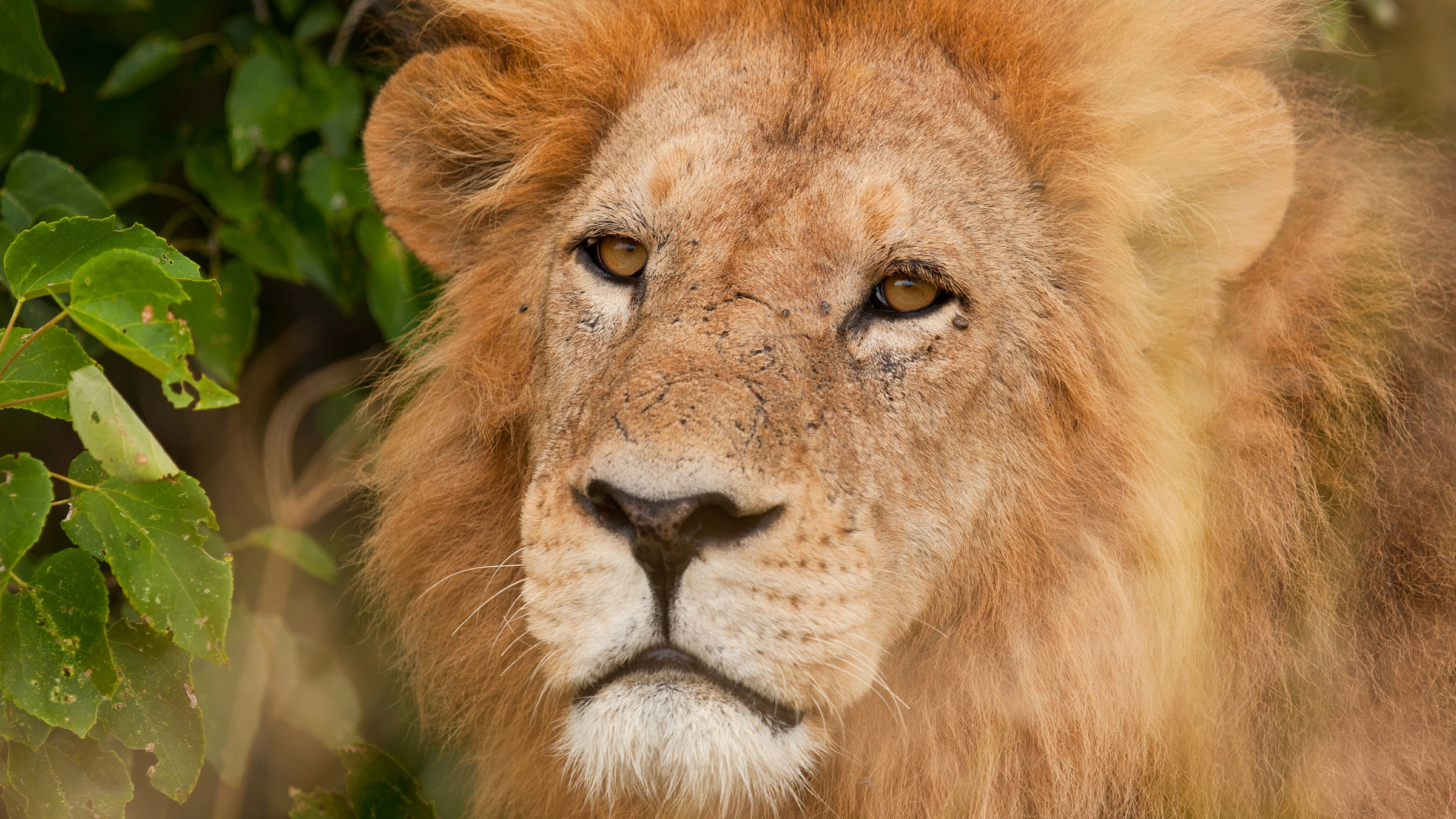 A male lion looks at the camera in close-up in South Africa. [Photo of the day - May 2026]