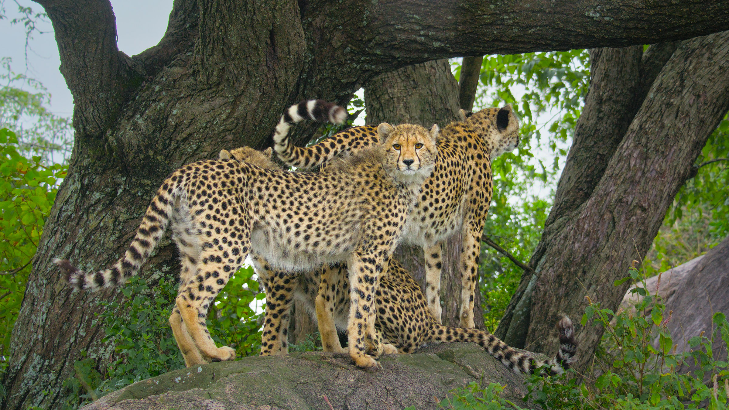 Three cheetahs stand together in front of a tree. [Photo of the day - May 2026]