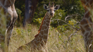 A giraffe stands in the grass. Image... [Photo of the day -  1 JUNE 2026]