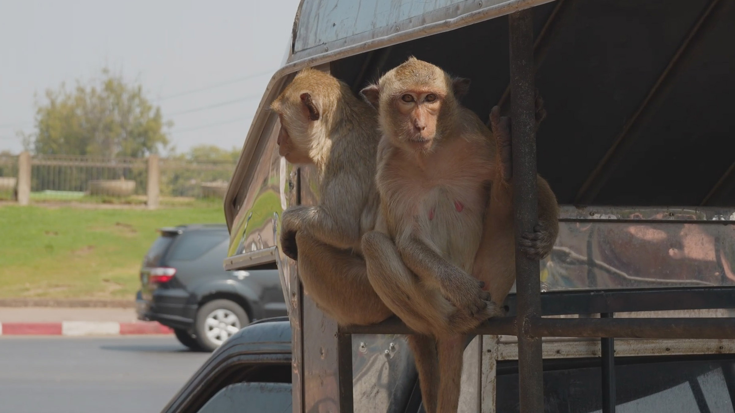 Wild monkeys hitch a ride on the back of a pick-up truck. Image from Close Encounters of The... [Photo of the day - June 2026]