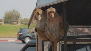 Wild monkeys hitch a ride on the... [Photo of the day -  9 JUNE 2026]