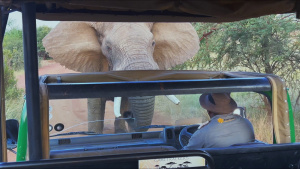 An angry elephant goes head to head... [Photo of the day - 13 JUNE 2026]