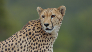 A close up of a cheetah, the fastest... [Photo of the day - 17 JUNE 2026]