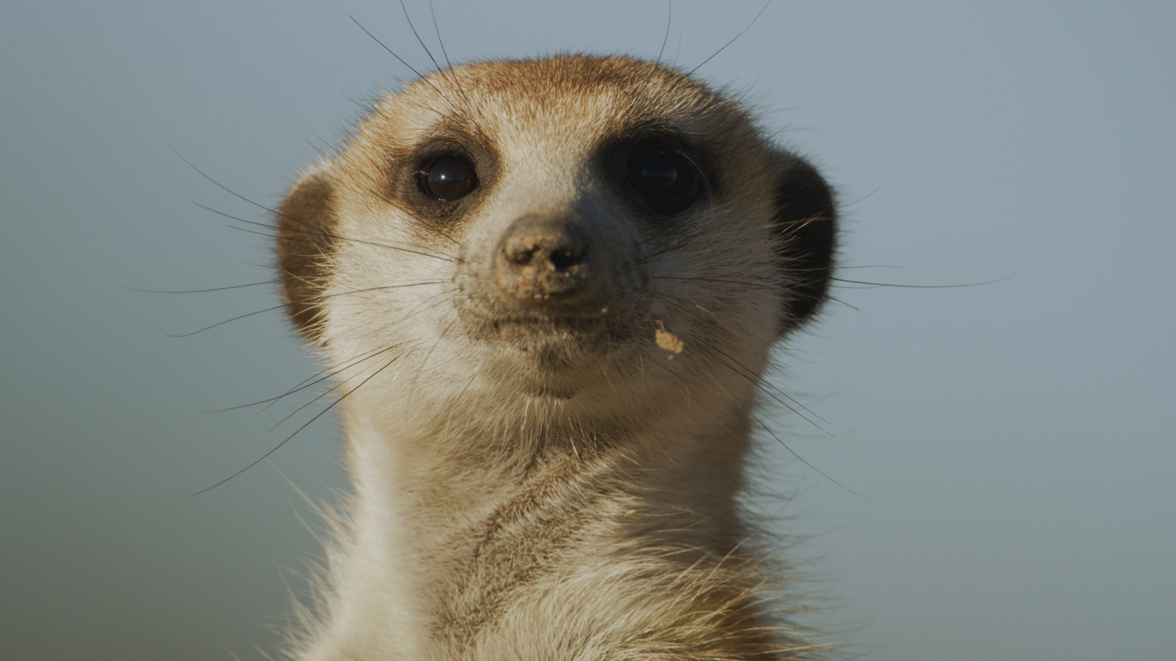 A close up of a meerkat as he scans for predators. Image from Close Encounters of The Wild Kind. [Photo of the day - June 2026]