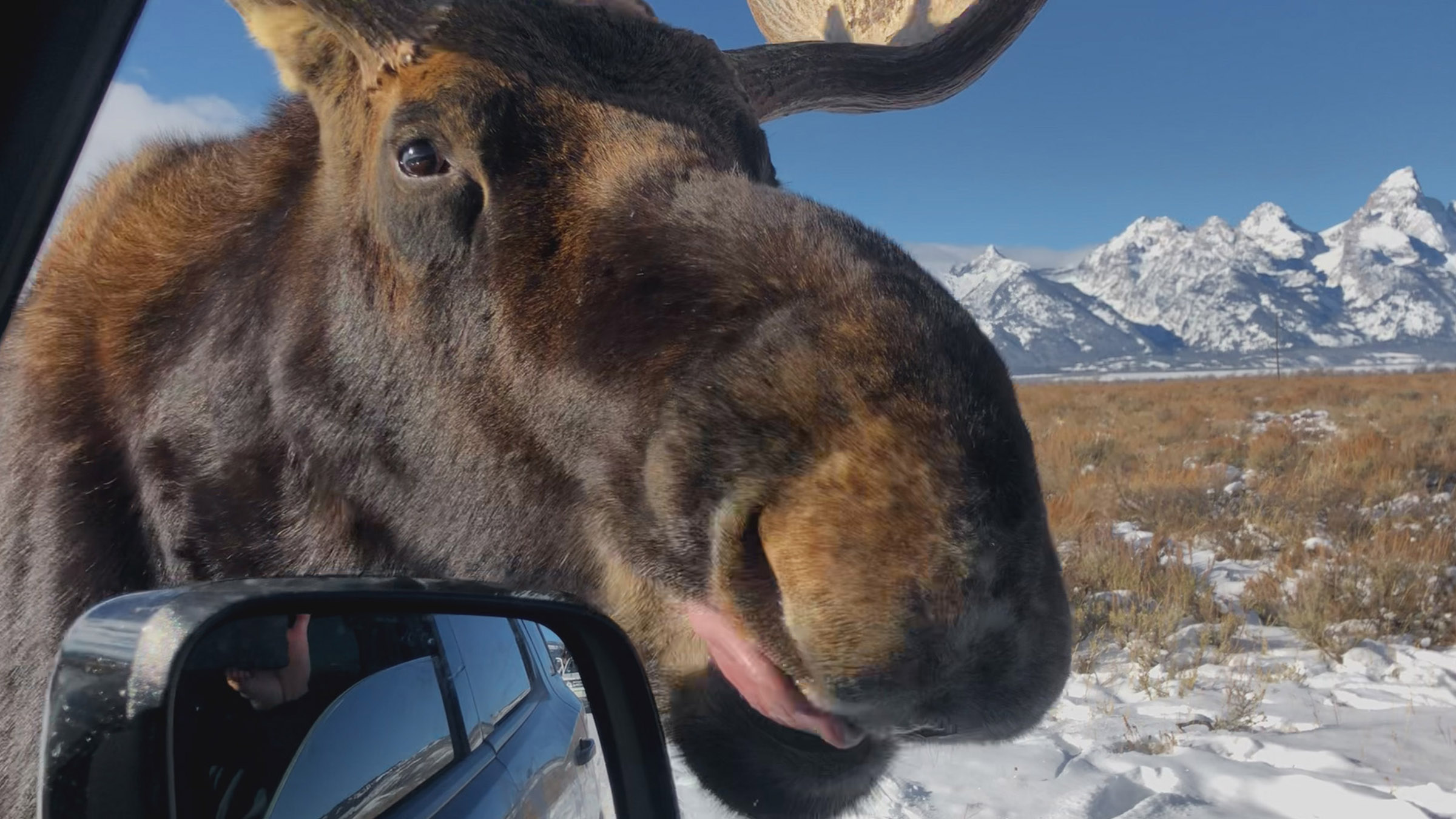 A moose seen through a car window as it searches for road salt on the car. Image from Close... [Photo of the day - June 2026]
