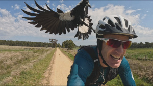 An Australian magpie dives into a... [Photo of the day - 28 JUNE 2026]