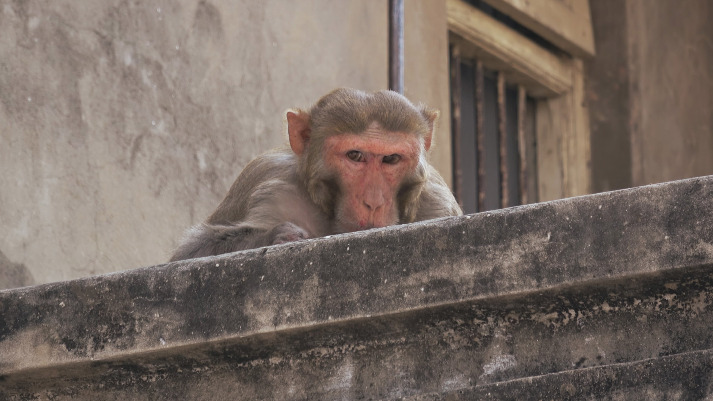A rhesus macaque looks down from the terrace of a building. Image from Close Encounters of The... [Photo of the day - June 2026]