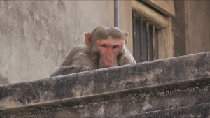 A rhesus macaque looks down from the... [Photo of the day -  5 JUNE 2026]