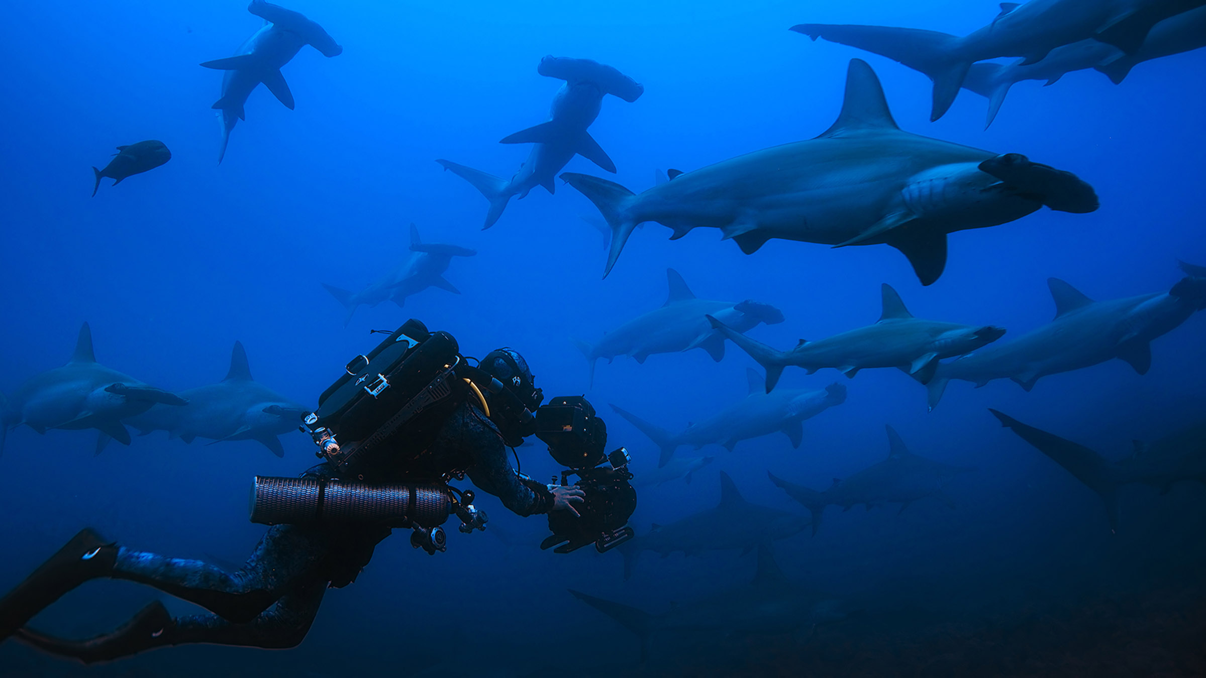 Host, Bertie Gregory dives with several Hammerhead Sharks. Image from Hammerhead Sharks Up Close... [Photo of the day - July 2026]