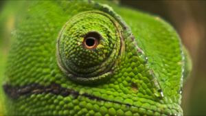 A close up of a chameleon's... [Photo of the day -  3 JULY 2026]