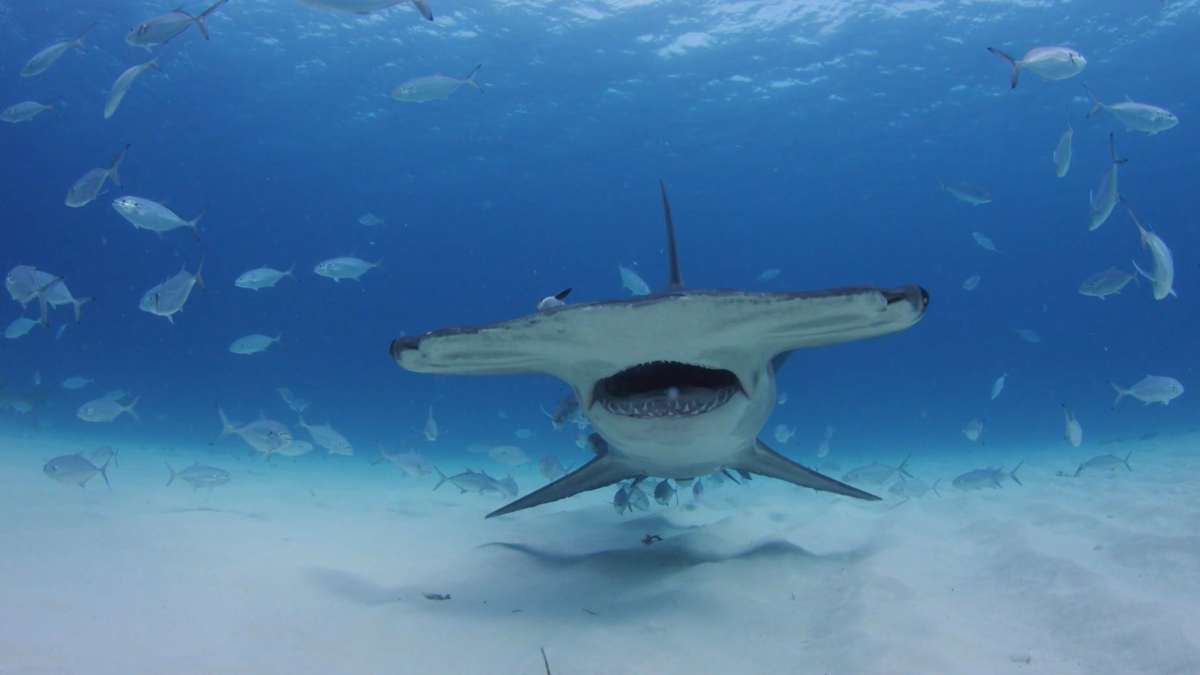 A Great Hammerhead sharks swims towards the camera. Image from Close Encounters Of The Wild Kind. [Photo of the day - July 2026]