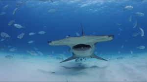 A Great Hammerhead sharks swims... [Photo of the day -  4 JULY 2026]