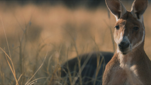 A close up of a kangaroo in the... [Photo of the day -  8 JULY 2026]