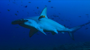 Hammerhead Shark at Revillagigedo... [Photo of the day -  9 JULY 2026]