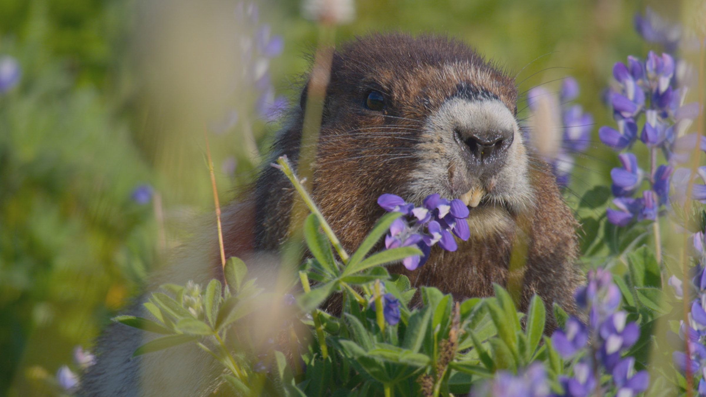 A marmot sitting among purple flowers. Image from Close Encounters Of The Wild Kind. [Photo of the day - July 2026]