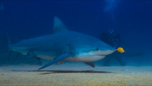 Host, Bertie Gregory dives alongside... [Photo of the day - 17 JULY 2026]