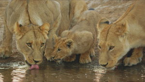 Lions drink from the watering hole... [Photo of the day - 19 JULY 2026]