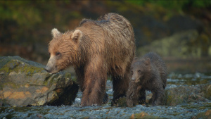 A brown bear cub and its mother.... [Photo of the day - 21 JULY 2026]