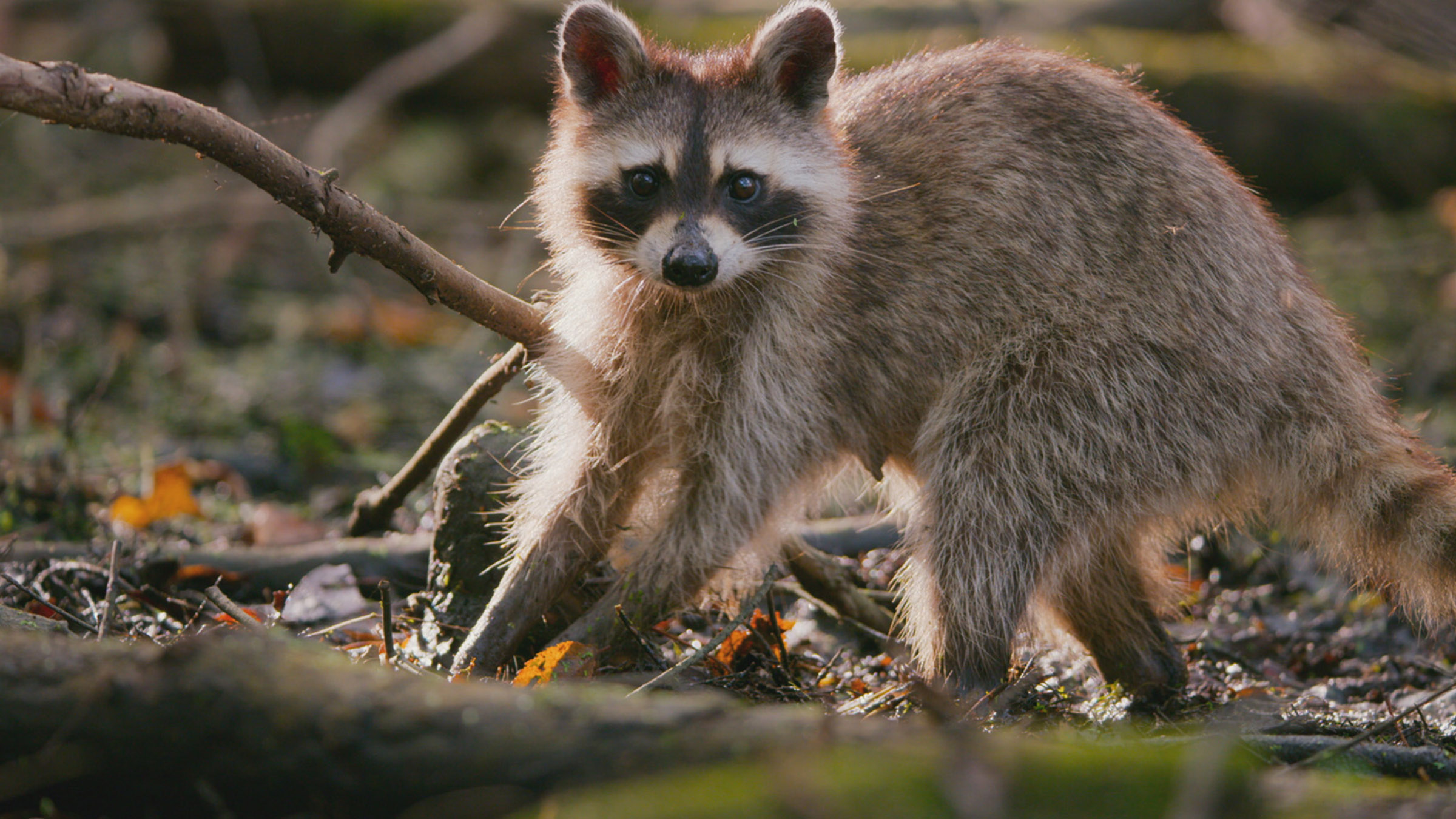 A raccoon looks toward the camera as it walks through the forest.Image from Close Encounters Of... [Photo of the day - July 2026]