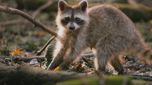 A raccoon looks toward the camera as... [Photo of the day - 23 JULY 2026]