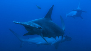 Hammerhead Sharks at Revillagigedo... [Photo of the day - 24 JULY 2026]