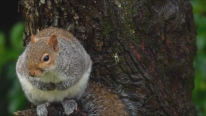 A grey squirrel perched in a tree.... [Photo of the day - 26 JULY 2026]