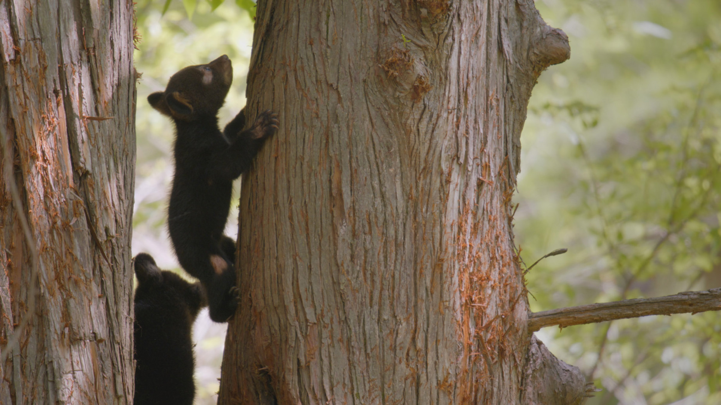 Black bear cubs climbing a tree. Image from Close Encounters Of The Wild Kind. [Photo of the day - July 2026]