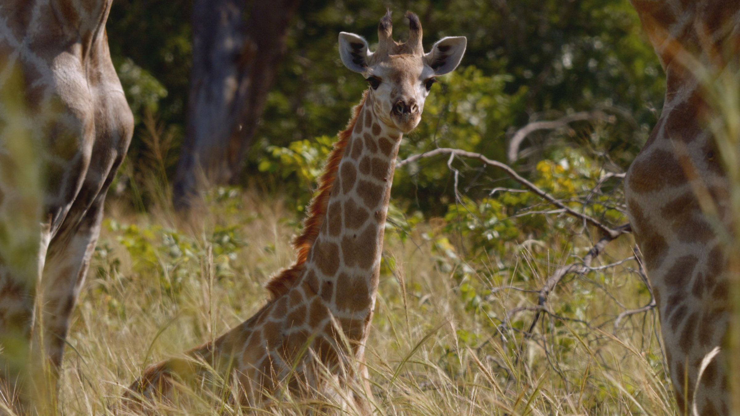 A giraffe stands in the grass. Image from Close Encounters Of The Wild Kind. [Photo of the day - July 2026]