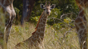 A giraffe stands in the grass. Image... [Photo of the day - 30 JULY 2026]