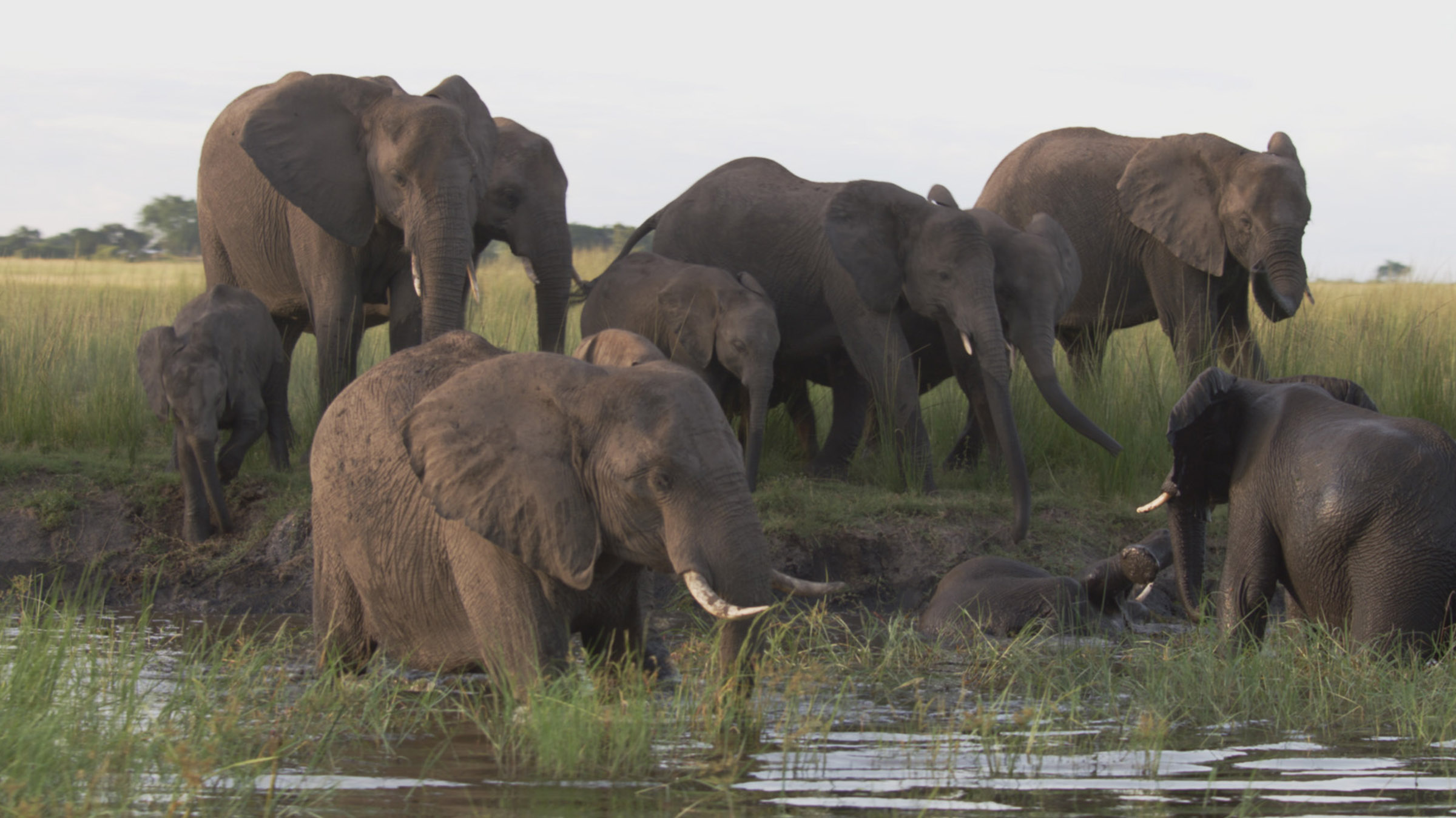 A herd of African elephants drink and play at the edge of a waterhole. Image from Close... [Photo of the day - July 2026]