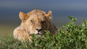 Kio rests his head on the mound,... [Photo of the day -  7 SEPTEMBER 2026]