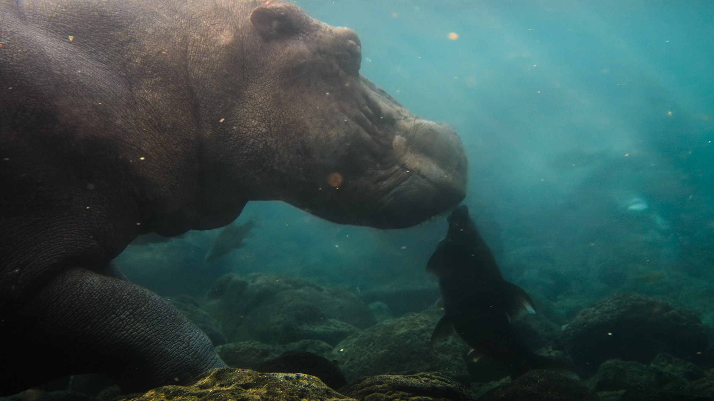A barbel fish coming up to clean the skin of a hippo. Image from Africa Earth's Wild Home. [Photo of the day - October 2026]