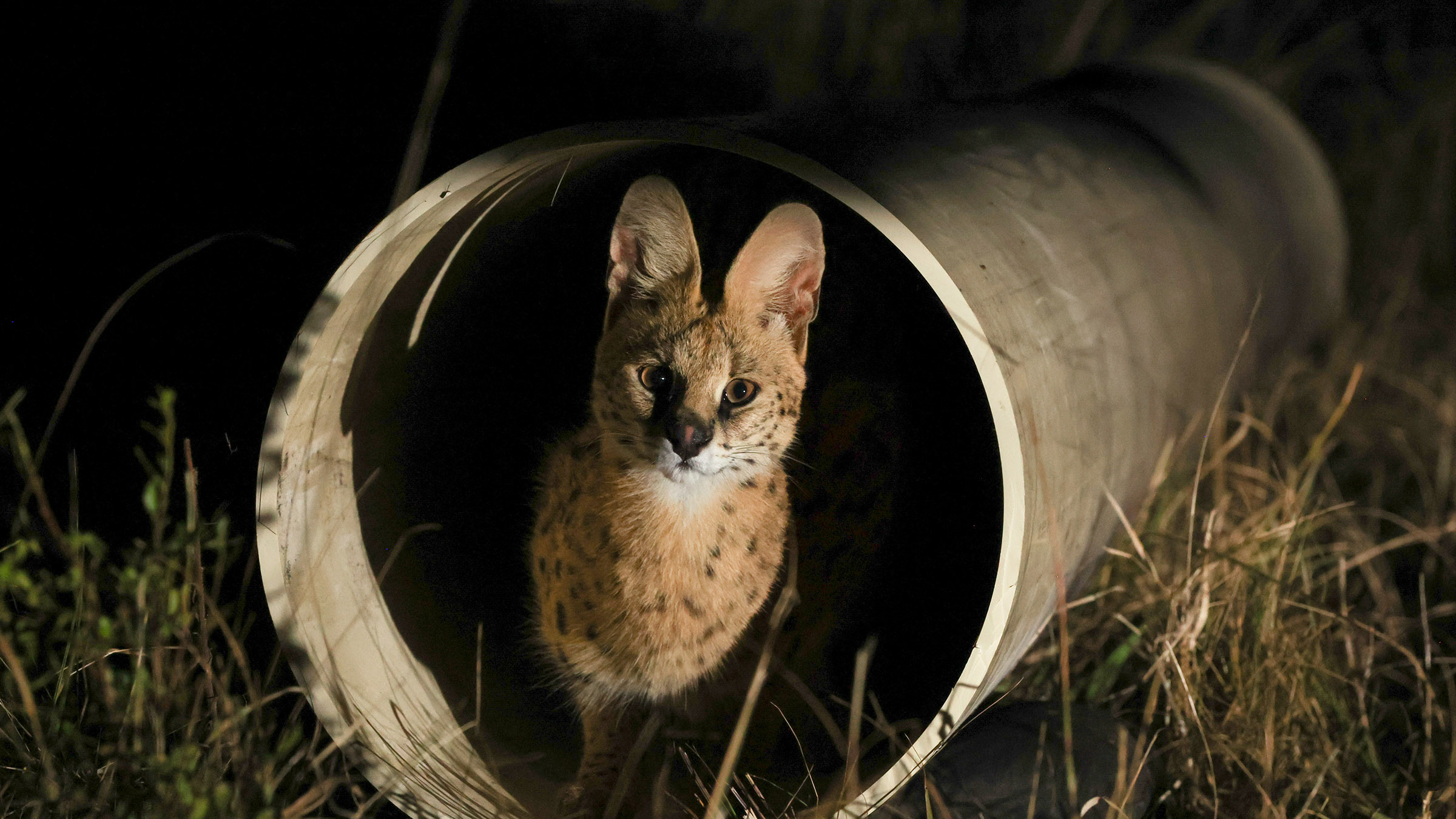 A serval stands inside of a pipe at Secunda Power Plant, South Africa. Image from Africa Earth's... [Photo of the day - October 2026]