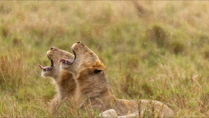 Two of Kio's brothers sit upright,... [Photo of the day - 24 OCTOBER 2026]