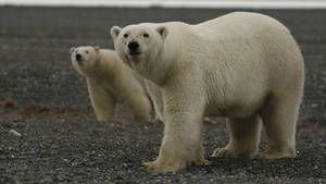 Arctic photo