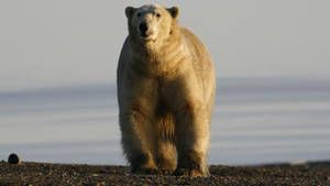 Arctic photo