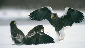 Kamchatka photo