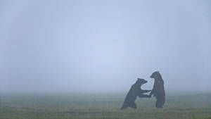 Kamchatka photo